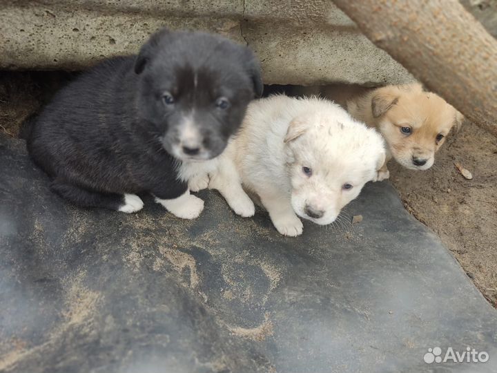 Щенки в добрые руки