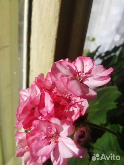 Герани и пеларгонии черенки