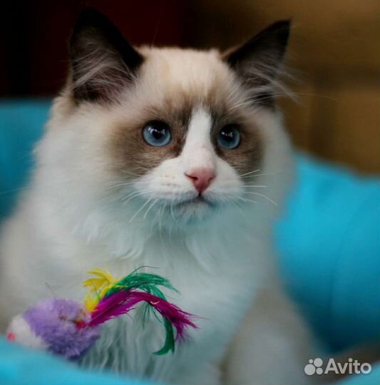 Котята Регдолл из питомника
