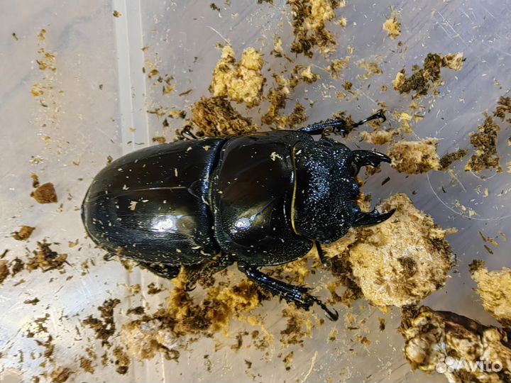 Экзотические жуки Dorcus titanus