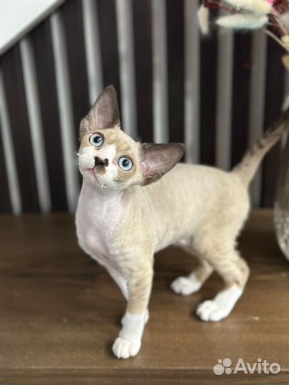 Девочка девон эксклюзивного окраса