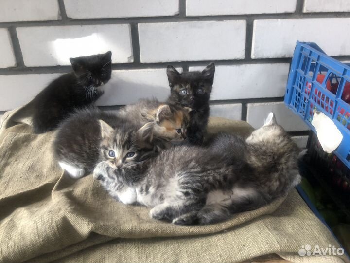 Домашние животные кошки