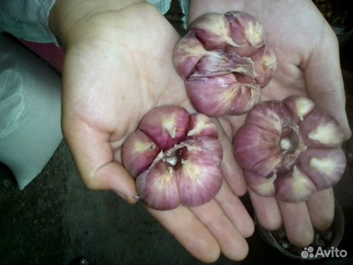 Чеснок зимний очень крупный