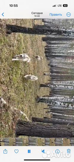 Собаки щенки