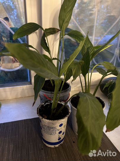 Спатифиллум