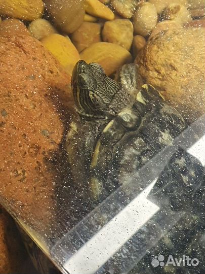 Черепаха бесплатно