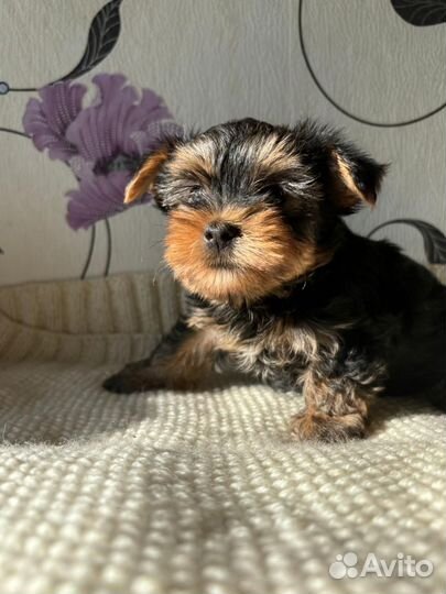 Йоркширский терьер мини щенки