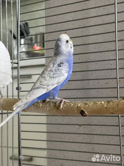 Волнистый попугай самец