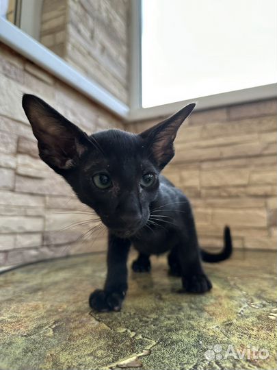 Ориентальные котята