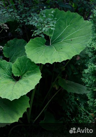 Белокопытник японский