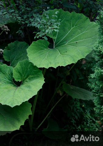 Белокопытник японский