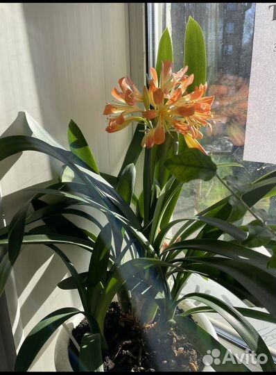 Кливия киноварная