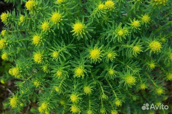 Календула, Мята, Мелисса, Барвинок, Лапчатка