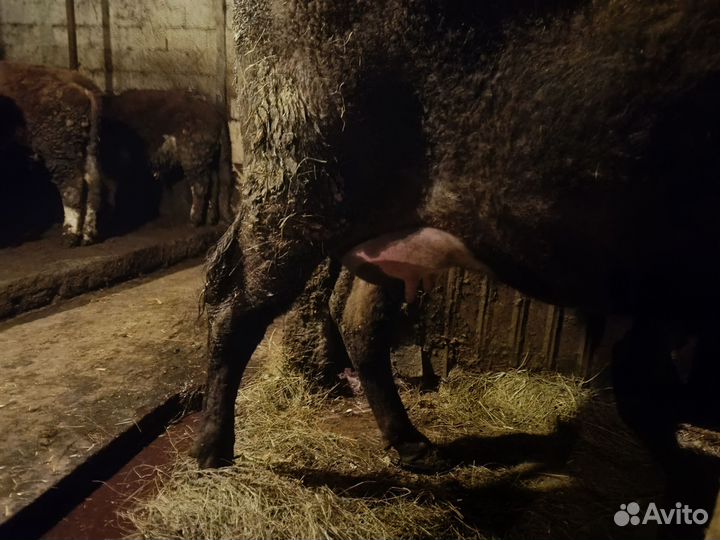 Корова дойная