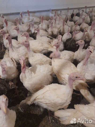 Индюшата подрощенные