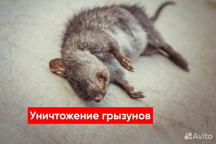 Уничтожение клопов, Уничтожение тараканов,Грызунов