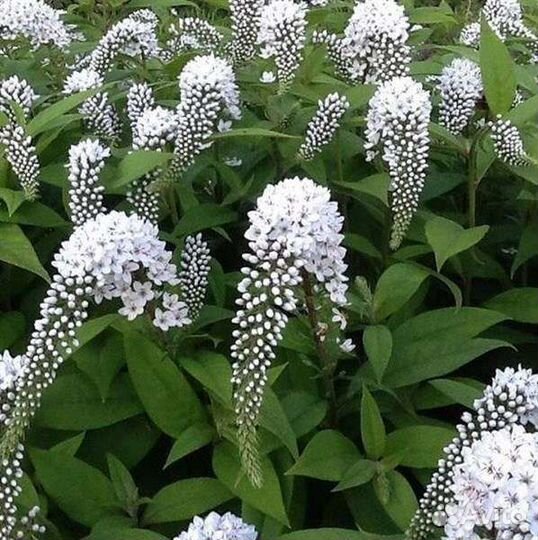 Вербейник ландышевый