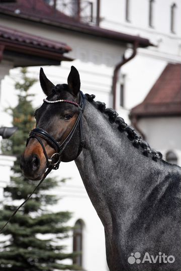 Эксклюзивный голштинский жеребец