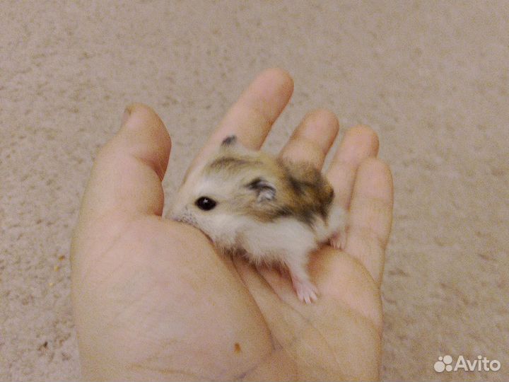 Фото с хомяком