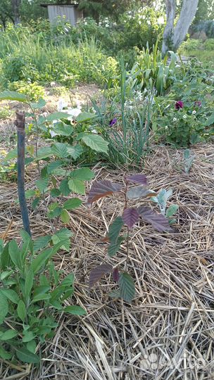 Саженцы ореха лещины