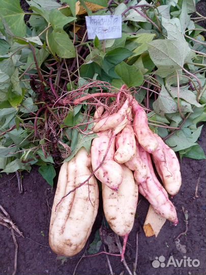 Черенки батата