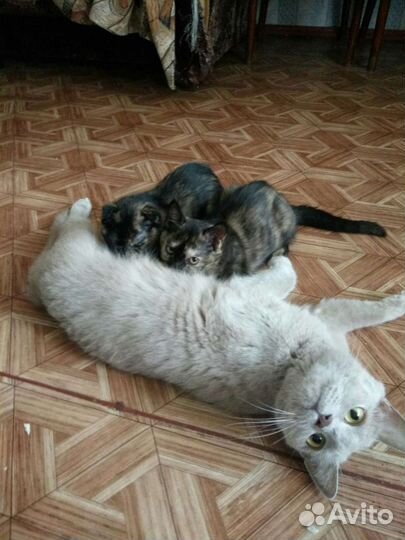 Вислоухие котята