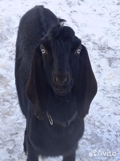 Нубийские козлята