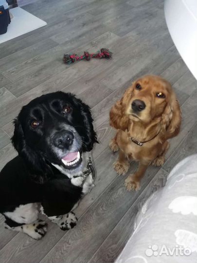 Передержка собак