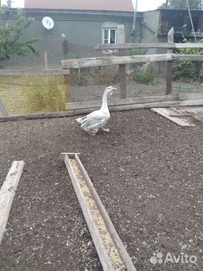 Холмогорские гуси