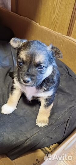 Маленькая собака в добрые руки бесплатно