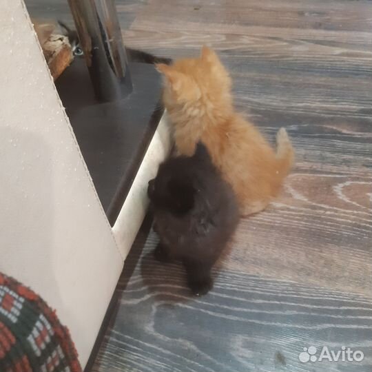 Кошка в дар