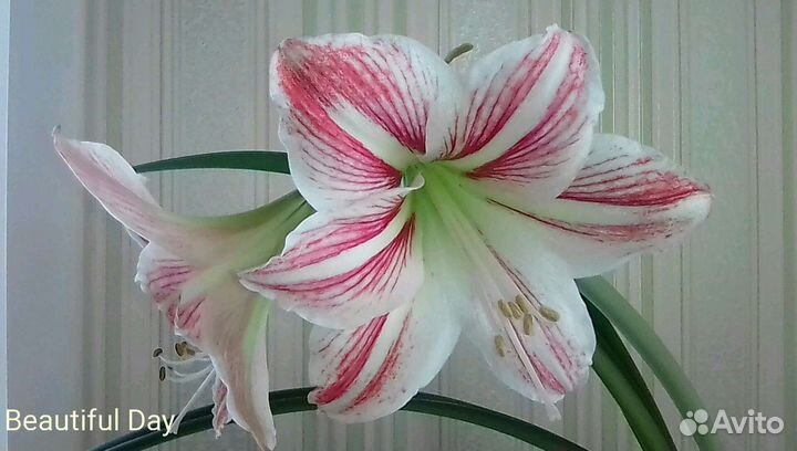 Гиппиаструм