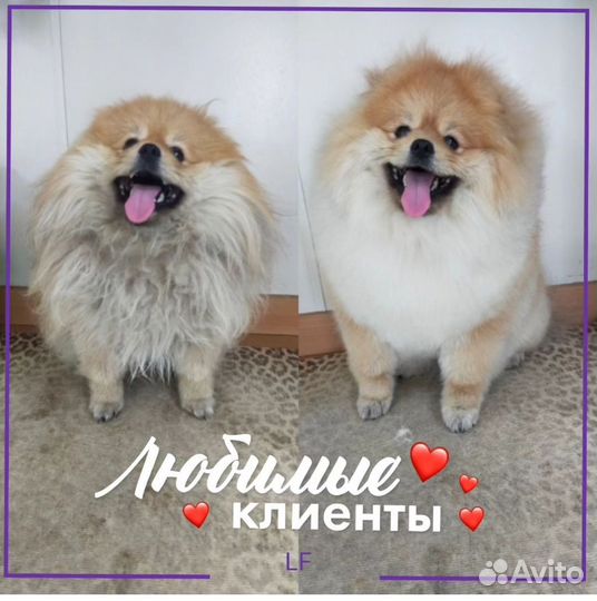 Груминг шпиц