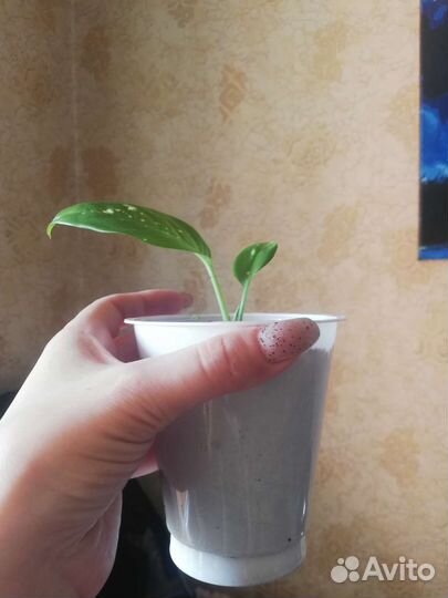 Диффенбахия