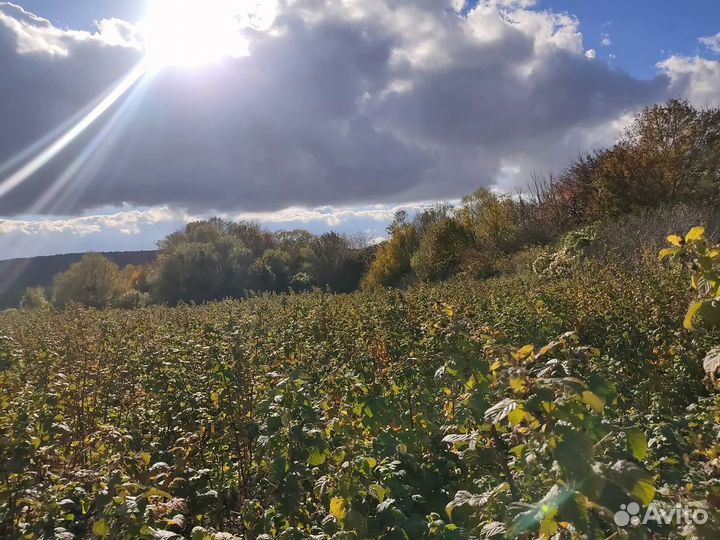 Саженцы ремонтантной малины