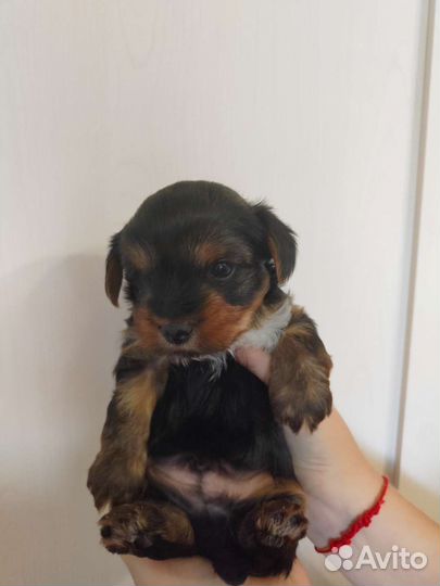 Йоркширский терьер щенки