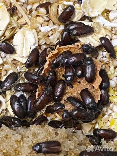 Кормовые насекомые.Тараканы, сверчки,зофобас и др