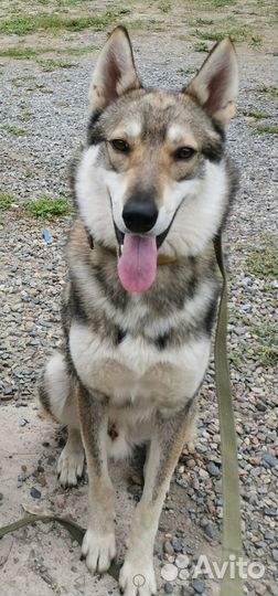 Лайка вязка