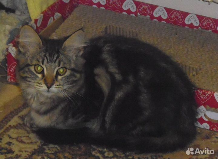 Молодые кошечки ищут дом