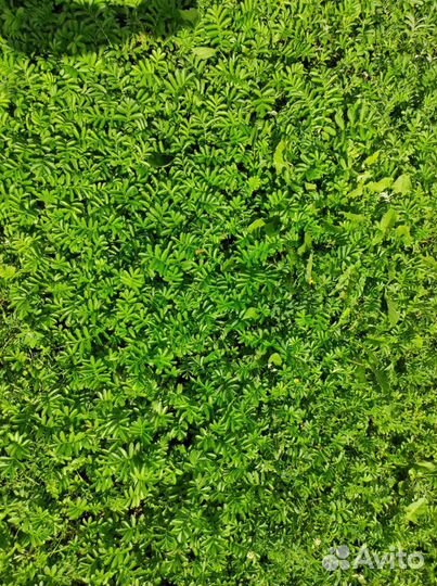 Газон без ухода - лапчатка гусиная