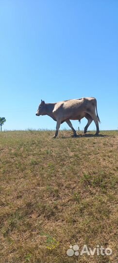 Продам быки