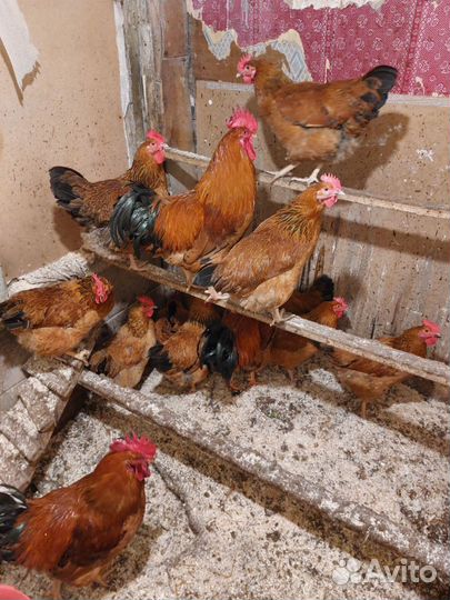 Кучинская юбилейная