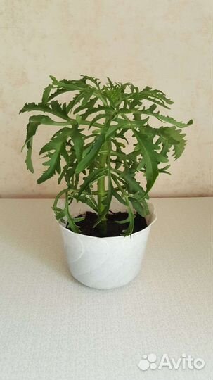 Каланхоэ Лициниата Рассечённое Суккулент