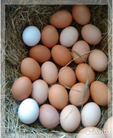 Яйцо куриное домашнее