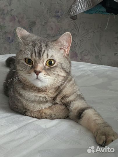 Британская вязка