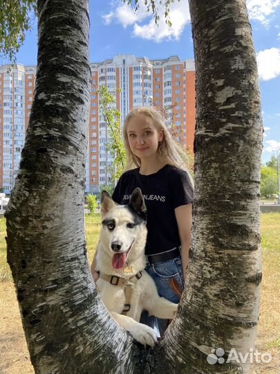 Кинолог-зоопсихолог, дрессировка собак