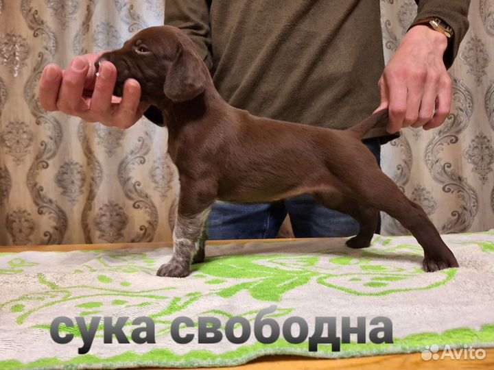 Щенки курцхаара