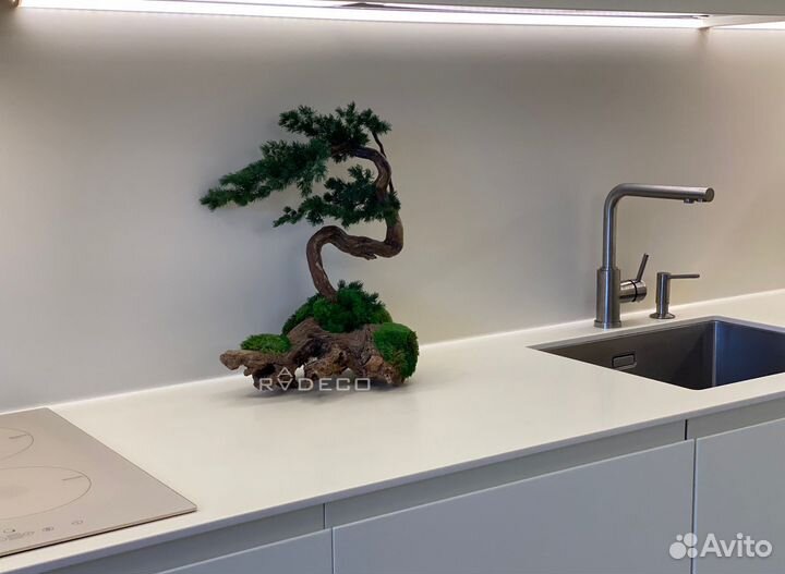 Дерево Бонсай стабилизированный мох