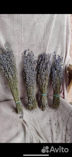 Лаванда сухоцвет