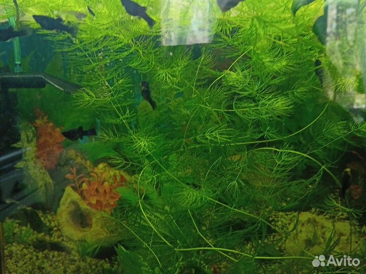 Молинезии черн